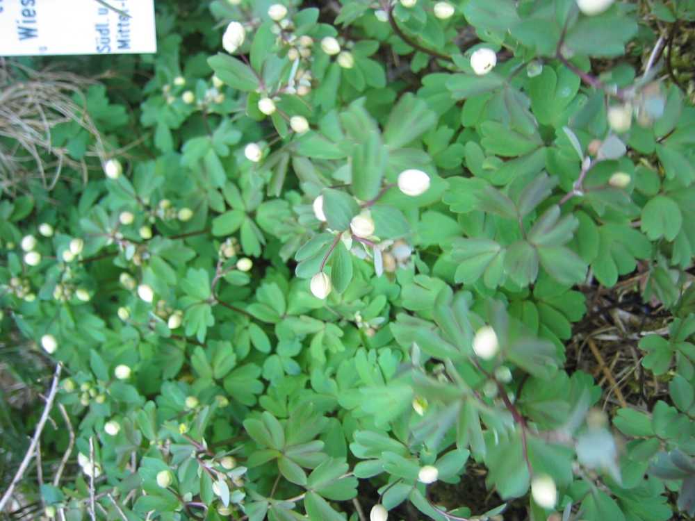 Isopyrum thalictroides (Muschelblümchen, Schuppenblümchen, Tolldocke)